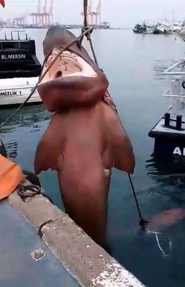 Görüntüler Türkiye'den! Dev köpek balığı görüldü 3
