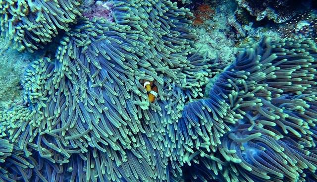 Dünya'nın en uzak yeri: Nemo Noktası'nın sırları 4