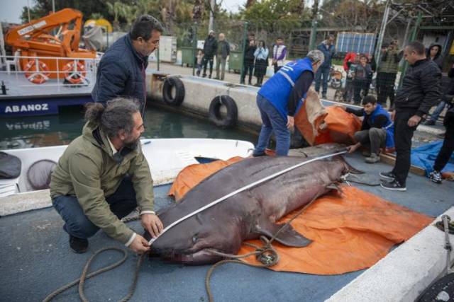 Görüntüler Türkiye'den! Dev köpek balığı görüldü 4