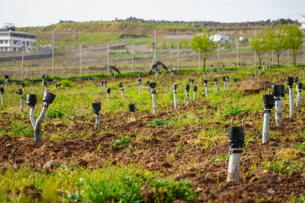 Diyarbakır’da kırsal üreticilere destek 5