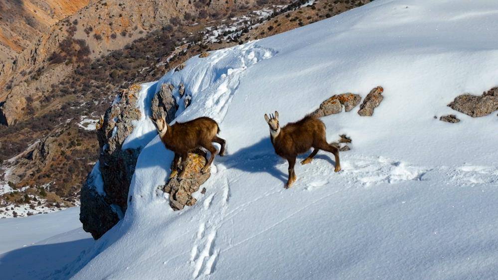 Çengel boynuzlu yaban keçileri Munzur Dağı’nda görüntülendi 7