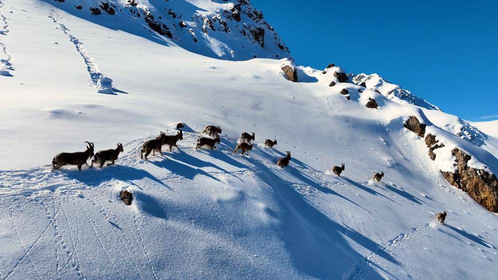 Çengel boynuzlu yaban keçileri Munzur Dağı’nda görüntülendi 5