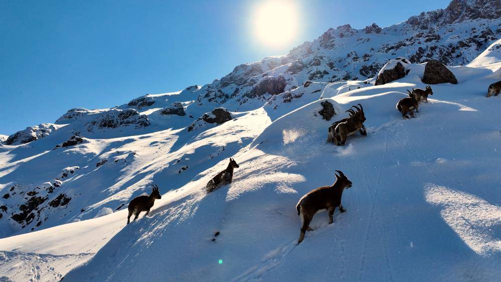 Çengel boynuzlu yaban keçileri Munzur Dağı’nda görüntülendi 6