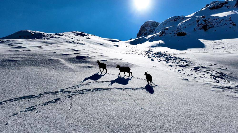 Çengel boynuzlu yaban keçileri Munzur Dağı’nda görüntülendi 3