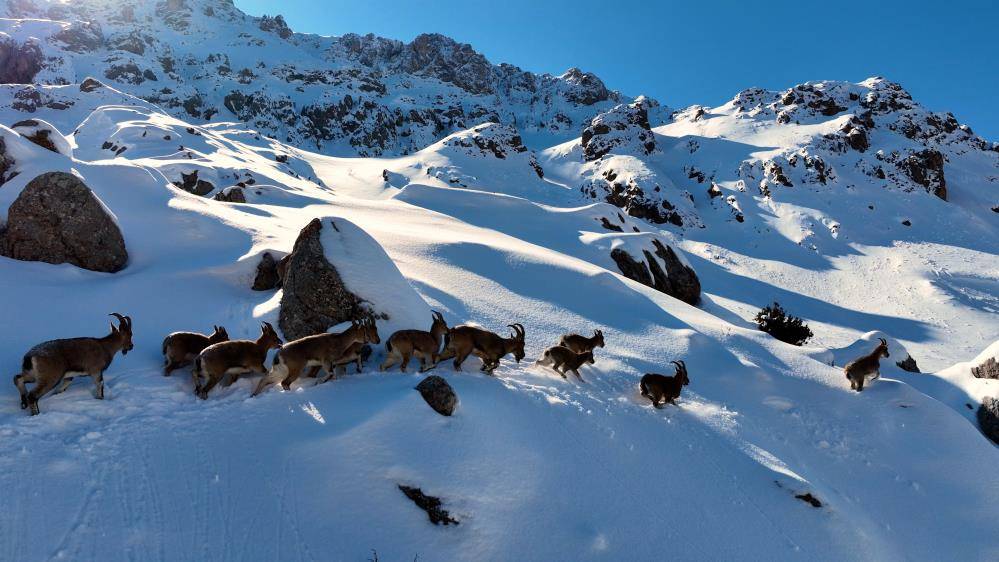 Çengel boynuzlu yaban keçileri Munzur Dağı’nda görüntülendi 1