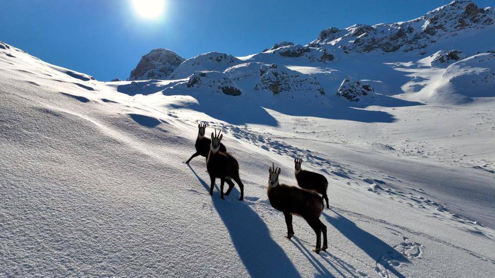 Çengel boynuzlu yaban keçileri Munzur Dağı’nda görüntülendi 2