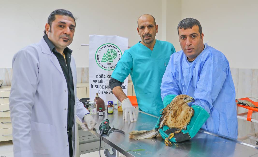 Diyarbakır'da 300 yabani hayvan yaralandı; çoğu ‘insan’ kaynaklı 1
