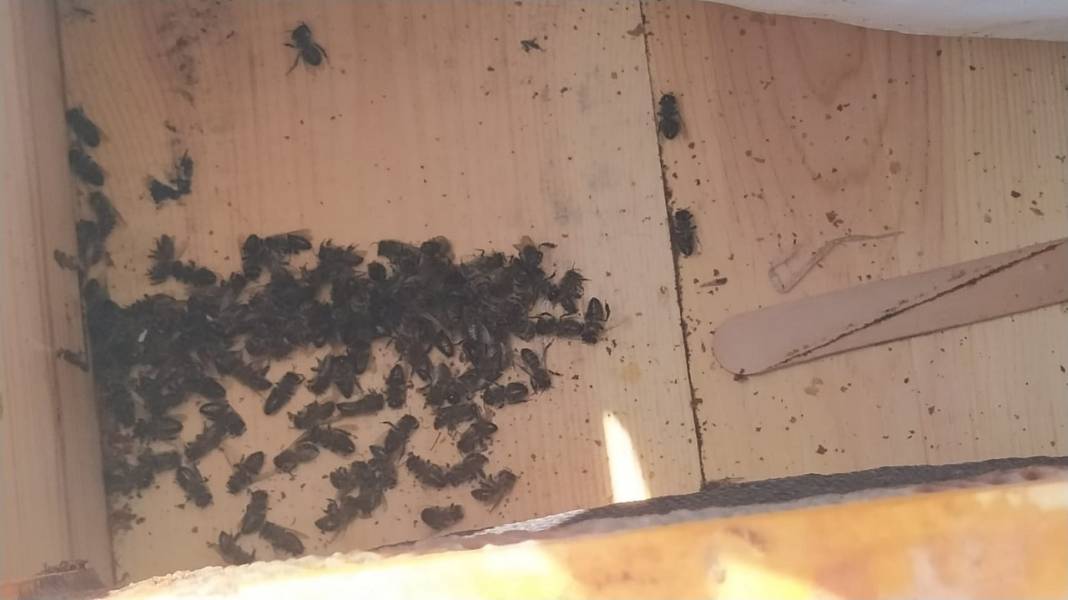 Diyarbakır’da on binlerce arı öldü 3