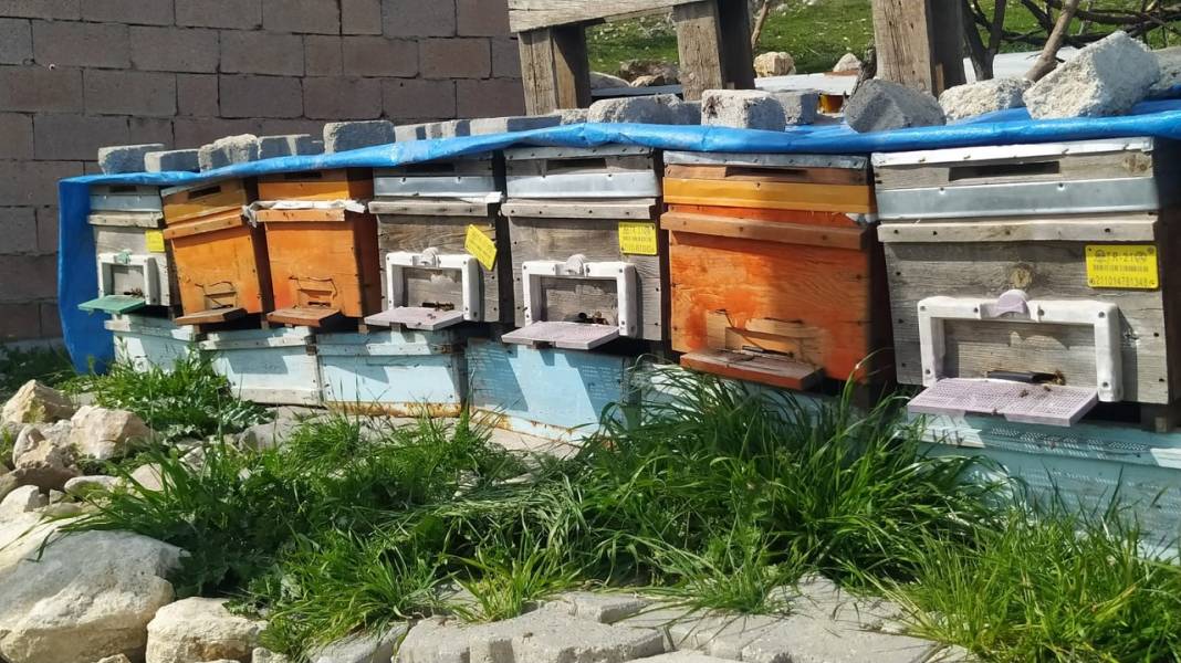 Diyarbakır’da on binlerce arı öldü 1
