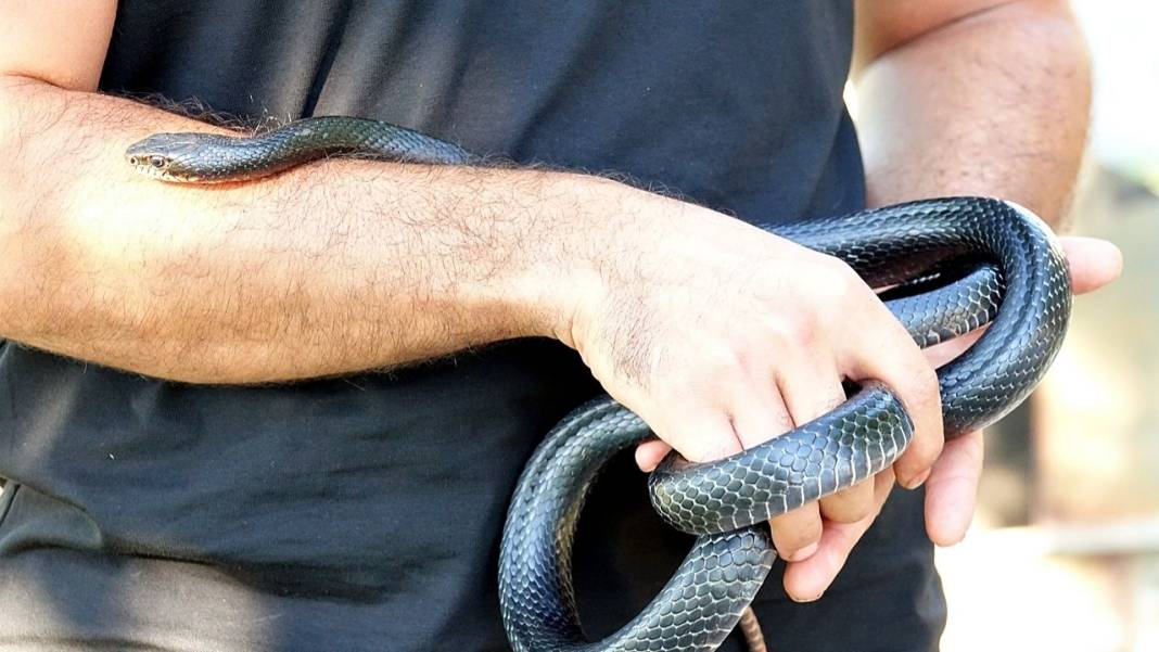 Diyarbakır'ın efsane kara yılanları Hevsel'de görüntülendi 5