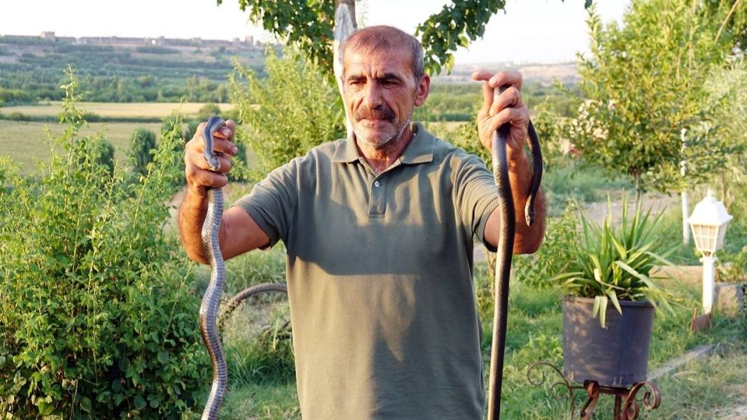 Diyarbakır'ın efsane kara yılanları Hevsel'de görüntülendi 2