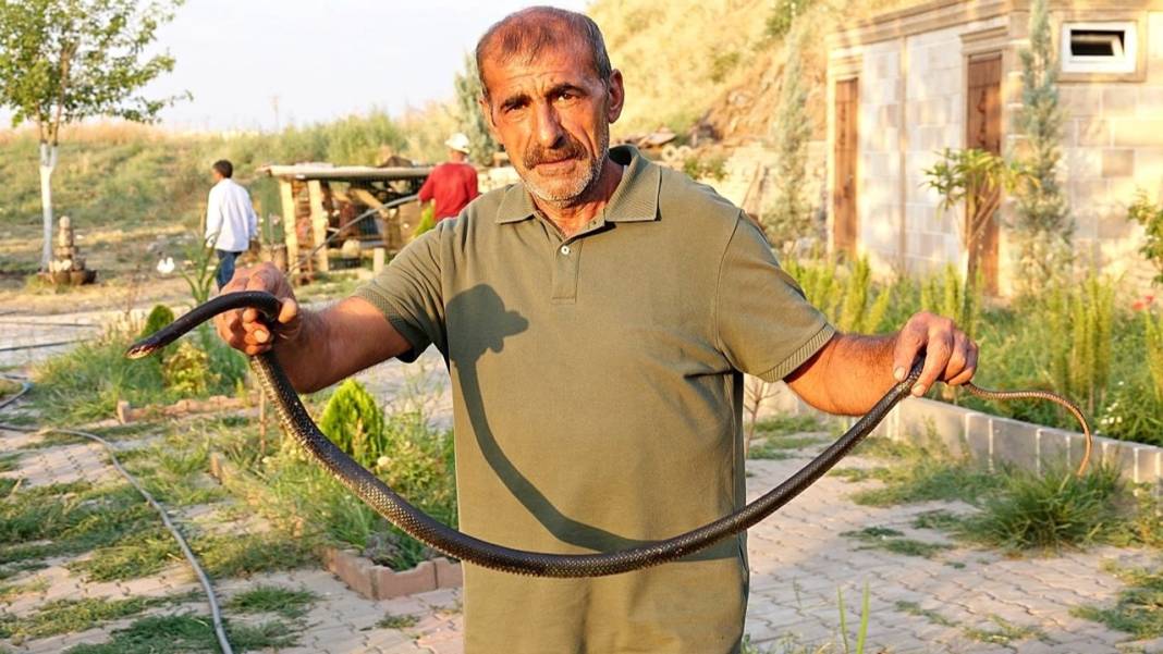 Diyarbakır'ın efsane kara yılanları Hevsel'de görüntülendi 3