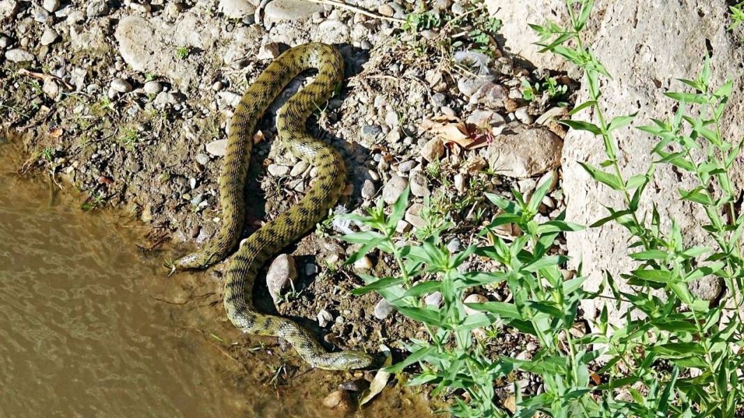 Görüntüler Diyarbakır'dan; Fare yılanı avladı 1