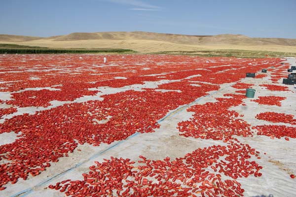 Diyarbakır'dan İtalya'ya uzanan lezzet: Kurutulmuş domates