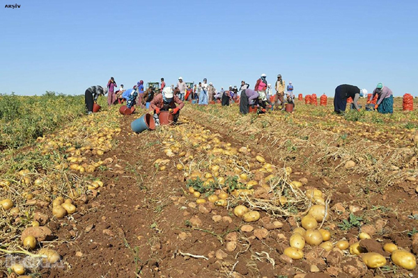 Karantina nedeniyle 25 ilde patates ekimi yasaklandı