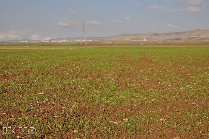VİDEO HABER - Kuraklık nedeniyle tarım sektörü ciddi tehlikeyle karşı karşıya
