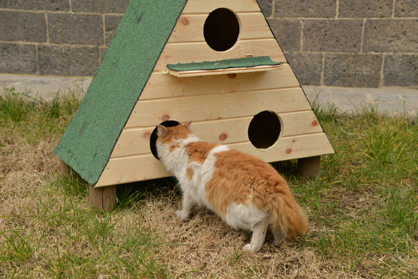 Kedi ve köpek kulübesi alınacak