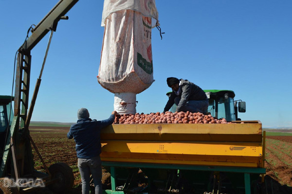 Video Haber: ​ Cipslik patates üreticileri ekime dertli başladı