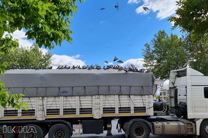 Video Haber - Buğday yüklü kamyon güvercinlerin istilasına uğradı