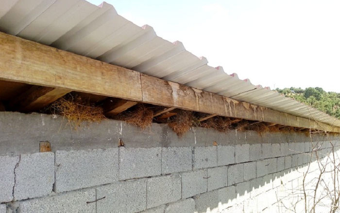 Diyarbakır’da kuşlar evin çatısını mesken tuttu
