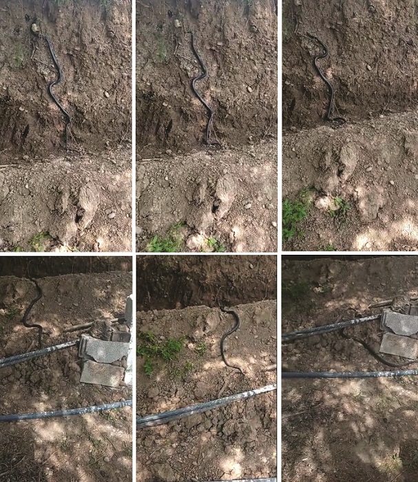 2 metre uzunluğundaki yılan, paniğe neden oldu