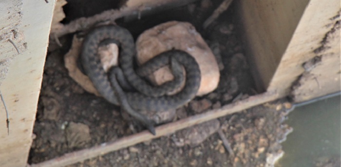 Sulama kanalında dev yılanlar görüntülendi