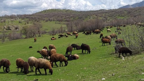 İcradan satılık besi çiftliği