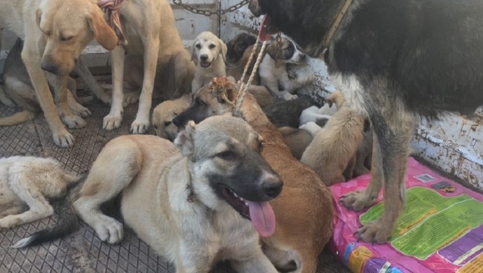 Kırsala bırakılan 100 köpekten 10'u açlık ve susuzluktan öldü