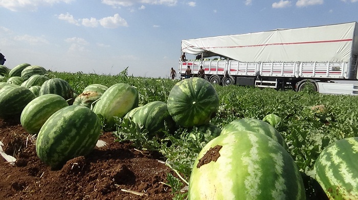 Diyarbakır’da yarışacak tescilli karpuzların hasadı başladı