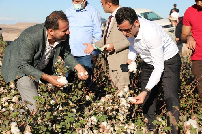 Tekstil merkezi olma yolundaki Diyarbakır'da pamuk hasadı başladı