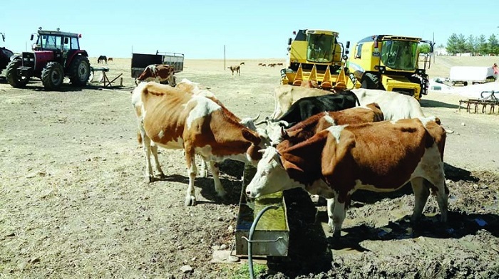 Artan maliyetler ve kuraklıktan şikayet eden çiftçiler iş bırakıyor: 90 hanelik köy, 25 haneye düştü