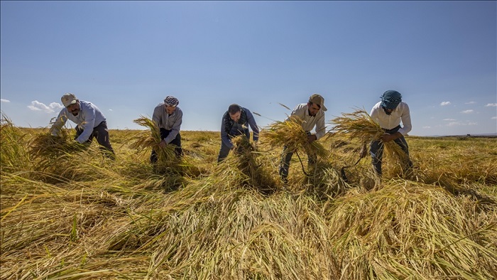 Karacadağ pirinci hasadı başladı; Kuraklık bizi de vurdu