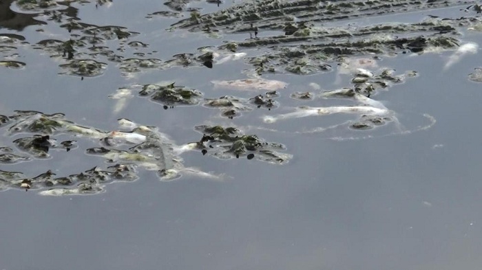 Dicle Nehri’nde balık ölümleri başladı!