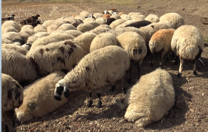 Vİideo Haber - Koyunları düşük yapan sürü sahipleri iflasın eşiğinde; Perişan haldeyiz, çözüm bulun