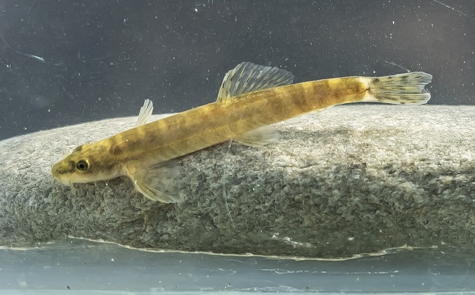 50 yıldır kayıp olan Bantlı Çöpçü Balığı’na, ilk Sarım Çayı’nda rastlandı