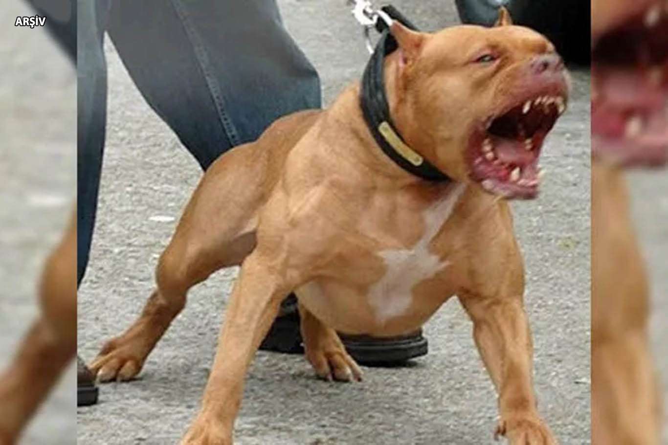 13 yaşındaki  çocuğa pitbull saldırdı