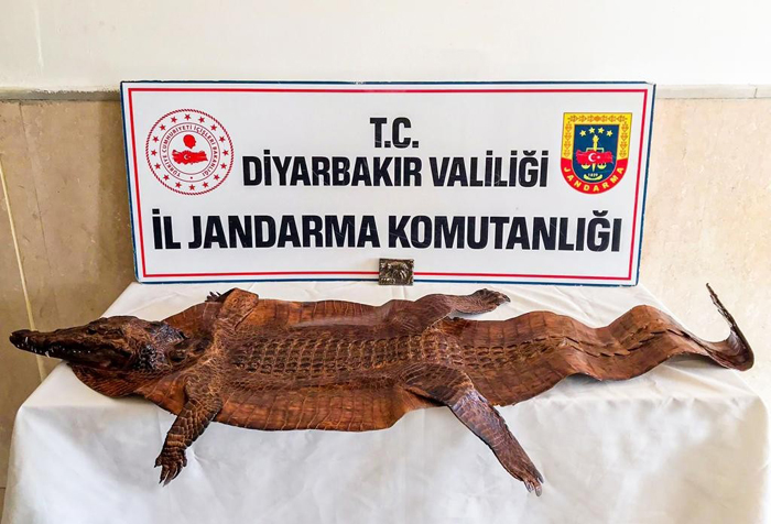 Diyarbakır’da timsah derisi ele geçirildi!