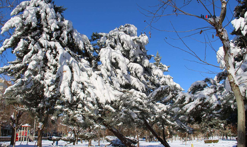 Video Haber - Diyarbakır'da ağaçlar karın ağırlığına dayanamadı