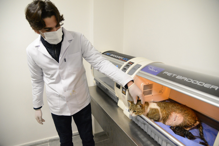 VİDEO HABER - Doğum yapmakta zorlanan kediye sezaryen yapıldı