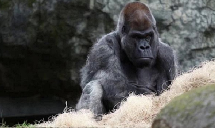 Nesli tükenme tehlikesinde olan dünyanın en yaşlı erkek gorili Ozzie öldü