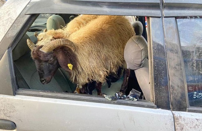 9 koyunu arabasının bagajına bırakan hırsız, kaza yapınca yakalandı