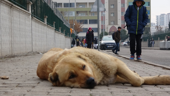 Diyarbakır’da köpek dövüştürenlere suç duyurusu talebi