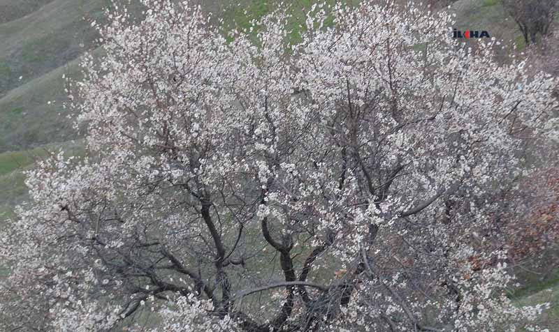 VİDEO HABER - Badem ağaçları çiçek açtı