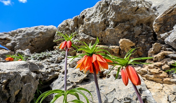 Ergani’de yetişen endemik bitkilere özel koruma