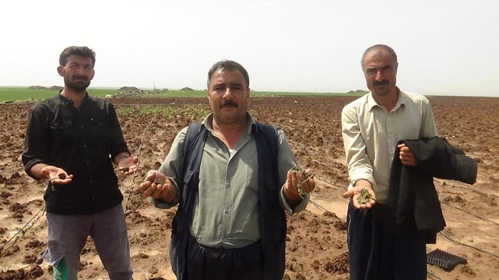 Yağış bekleyen çiftçiyi, dolu vurdu