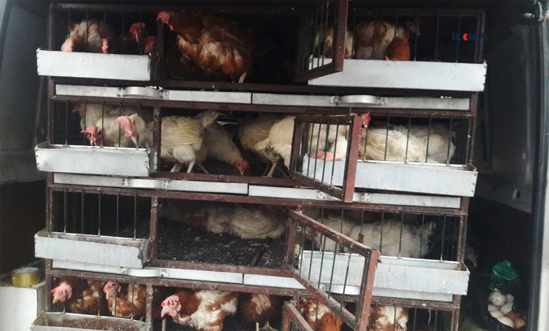 VİDEO HABER - Tavuk yetiştiricileri pazara çıktı!