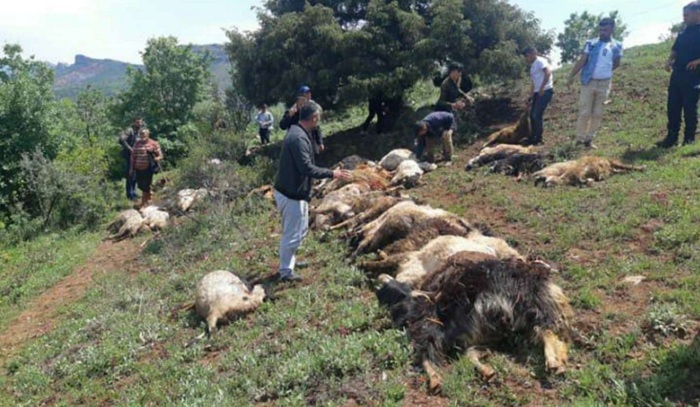 Video Haber: Diyarbakır'da yıldırım düşmesi sonucu 53 hayvan öldü