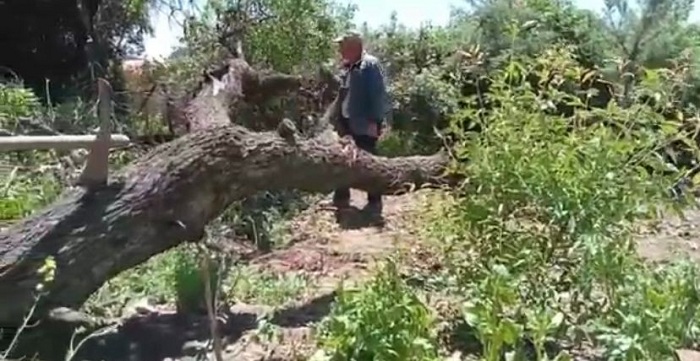 Diyarbakır’da etkili olan rüzgar, ağacı kökünden söktü