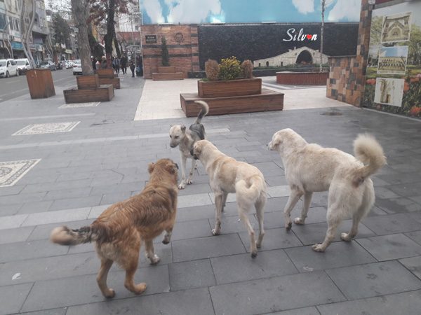 Diyarbakır'da sokak köpeklerinin saldırısına uğrayan yaşlı adam yaralandı