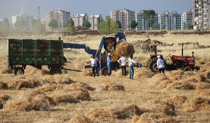Diyarbakır'da milyonluk siteler arasında mercimek hasadı